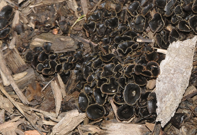 Quiz del  fine settimana.......